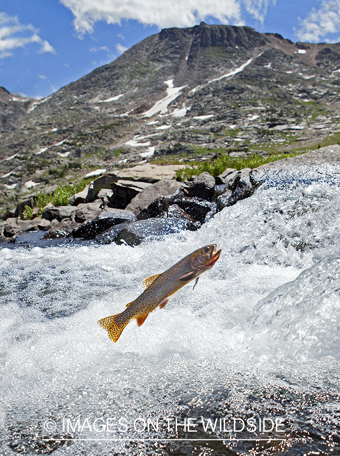 Cutthroat Trout. 