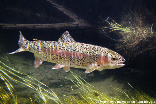 Rainbow Trout, Big Hole River, MT. 