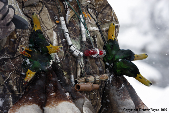 Hunter-killed mallard ducks.