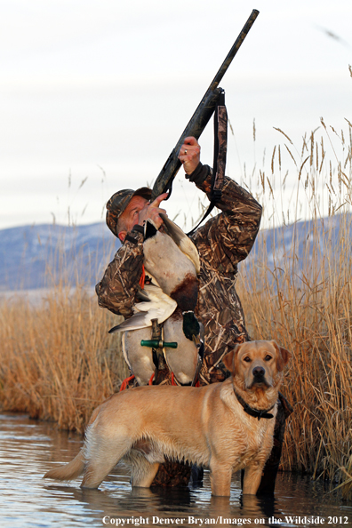 Duck hunter with bagged mallards and yellow labrador retriever. 