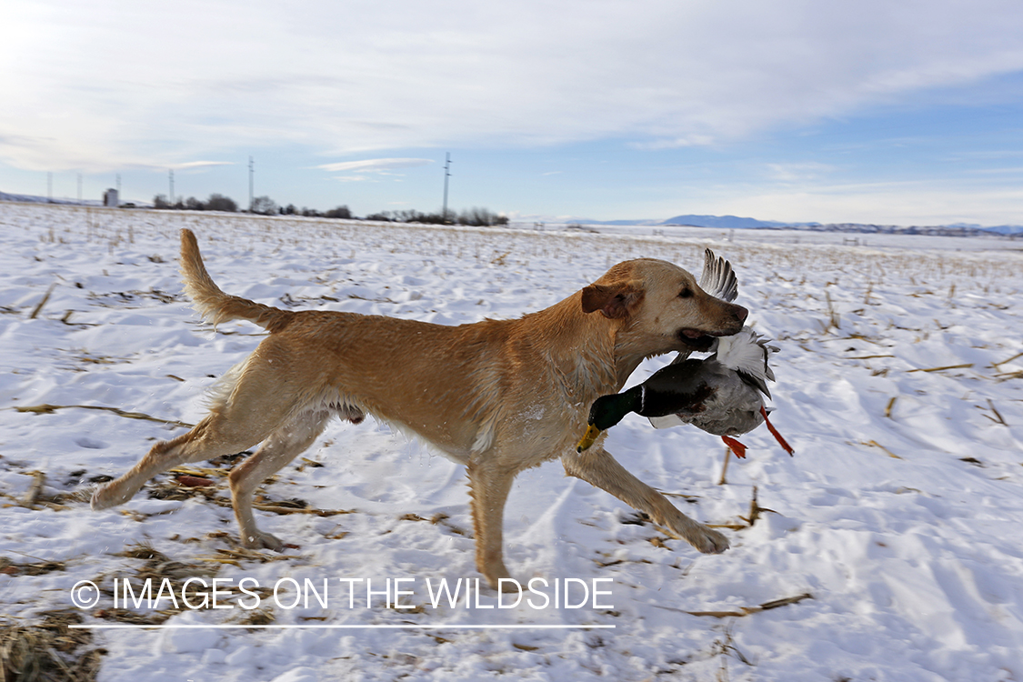 Yellow labrador retrieving downed waterfowl.