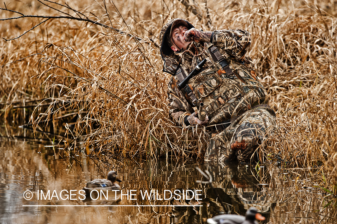 Waterfowl hunter duck calling in wetlands.