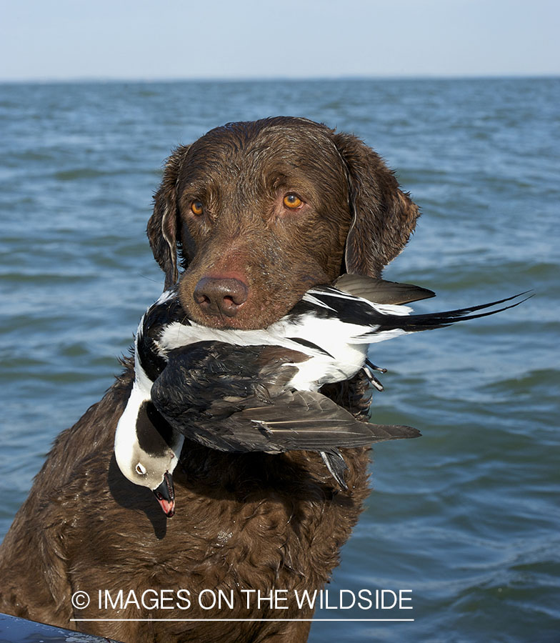 Chocolate lab retrieving downed waterfowl.