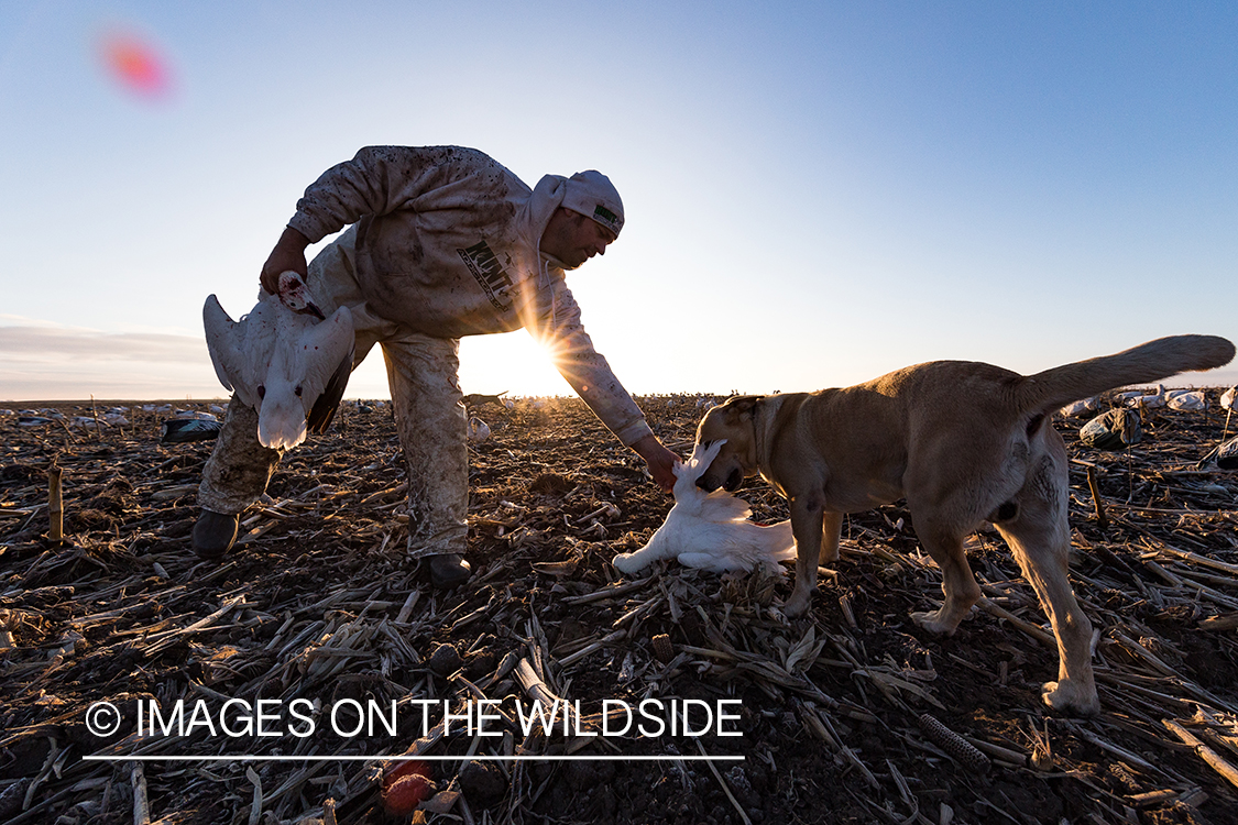 Hunter getting bagged goose from lab.