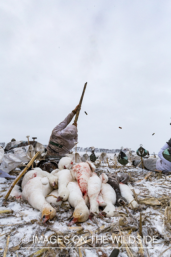 Hunters shooting geese.
