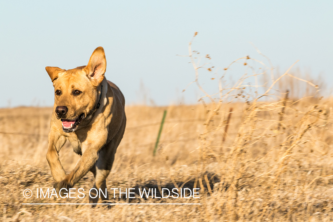 Yellow lab in field. 