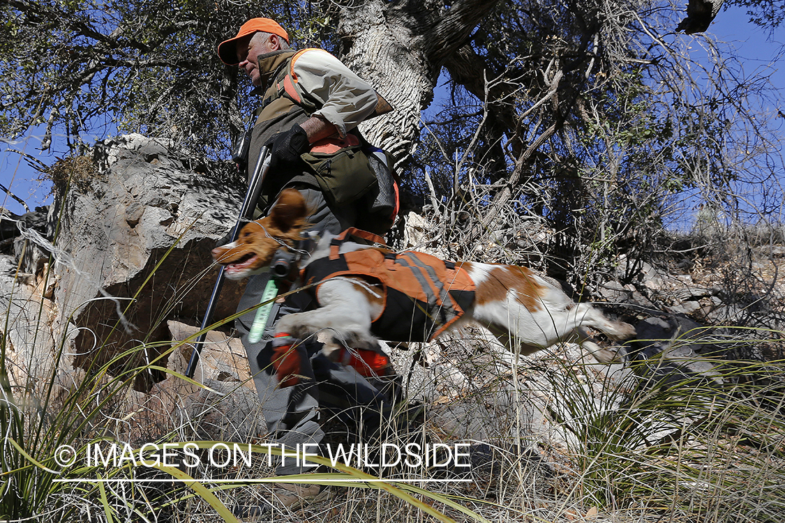 Mearns quail hunting with Brittany Spaniel.