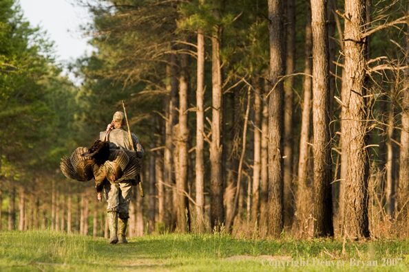 Turkey hunter in field with bagged bird