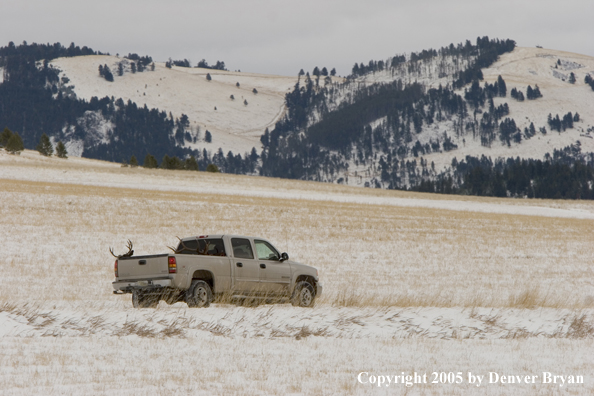 Field dressed bull elk and mule deer in back of truck.