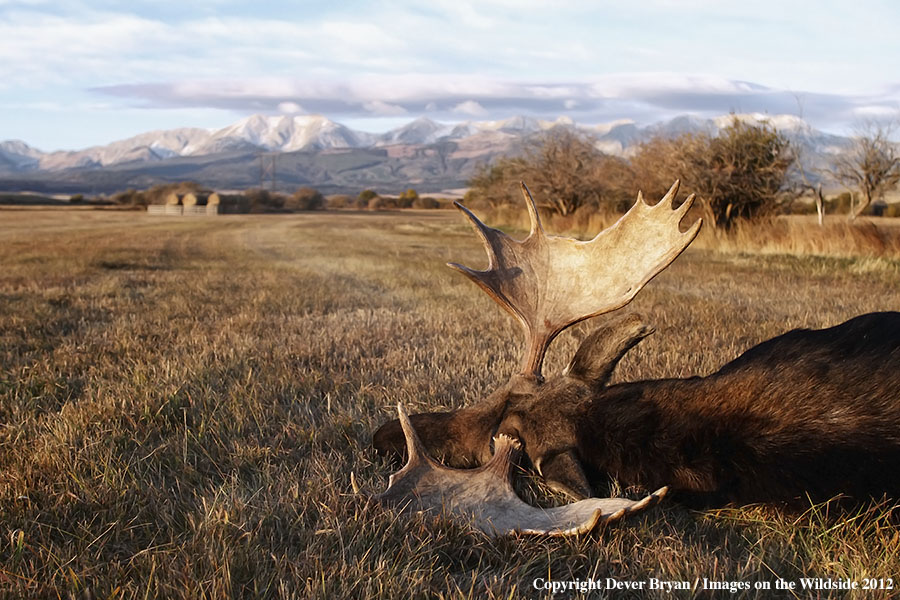 Downed bull moose in field.