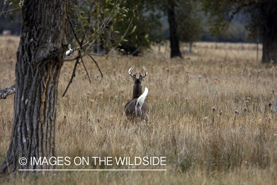 Whitetail buck running in field.