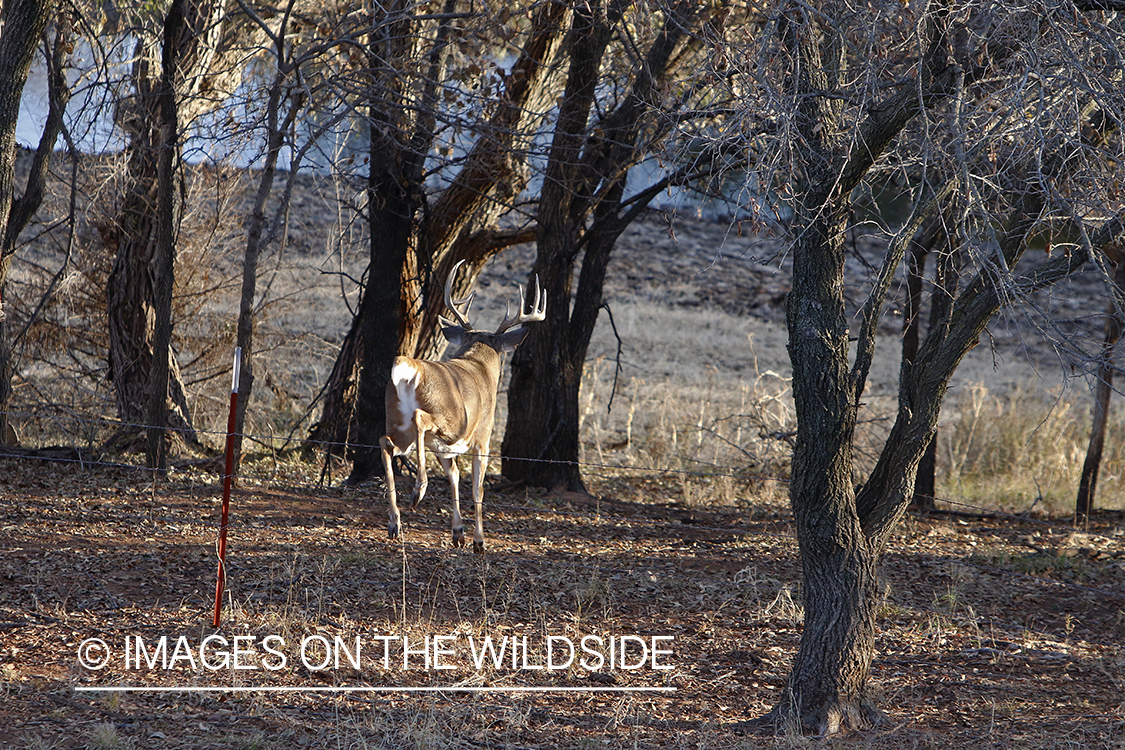 White-tailed buck jumping fence.