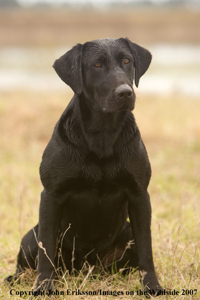 Black Labrador Retriever