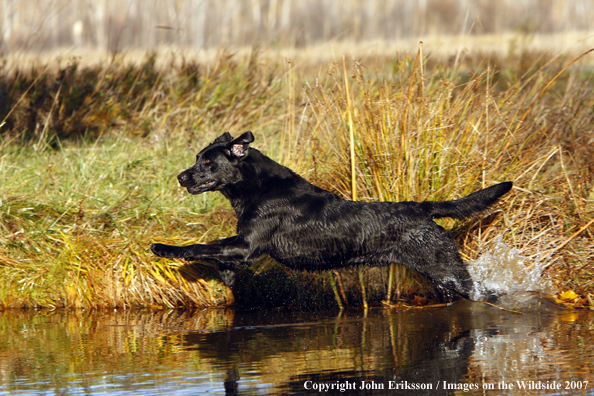 Black Labrador Retriever in field