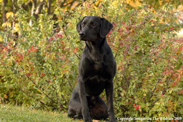 Black Labrador Retriever