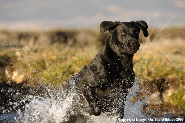 Black Labrador Retriever