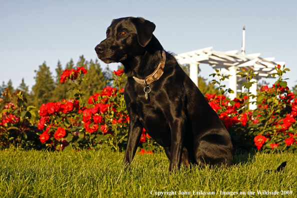 Black Labrador Retriever in yard