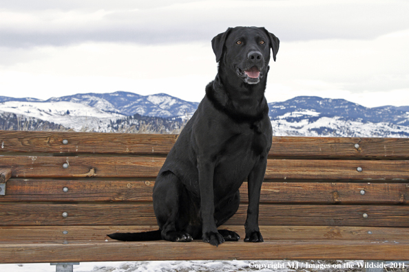 Black Labrador Retriever in winter. 