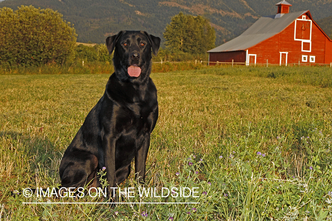 Black Labrador Retriever