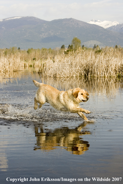 Yellow Labrador Retriever