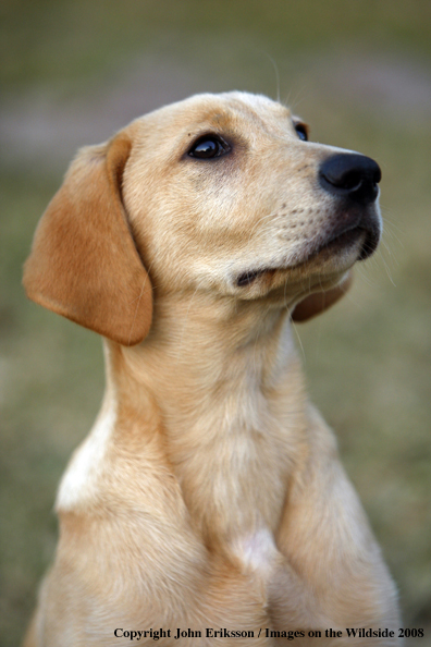 Yellow Labrador Retriever in field