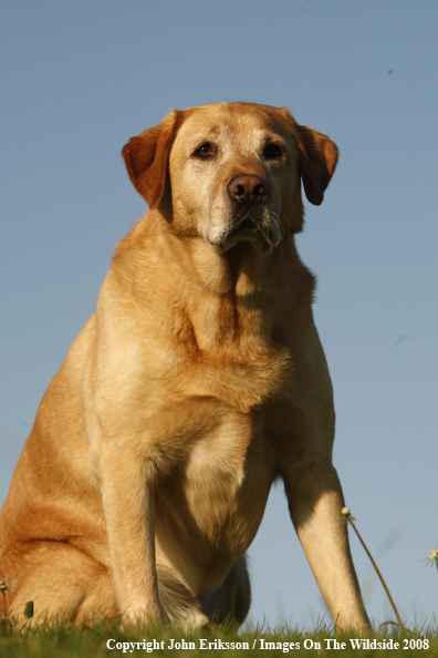 Yellow Labrador Retriever