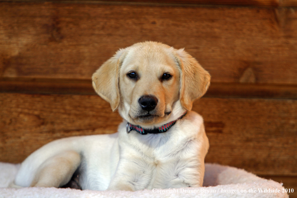 Yellow Labrador Retriever Puppy on bed