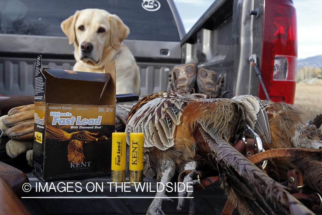 Yellow lab with bagged pheasant in back of pick-up.