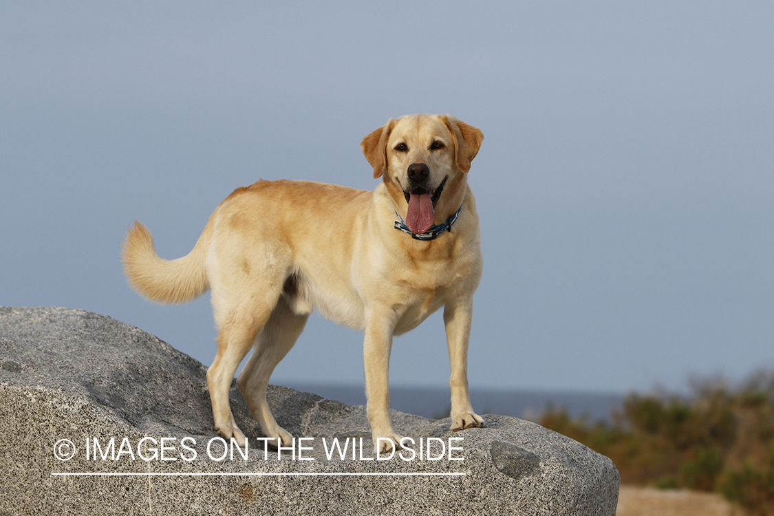 Yellow lab exploring beach.