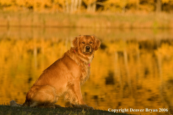 Golden Retriever.