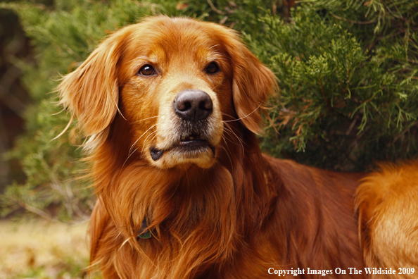 Golden Retriever