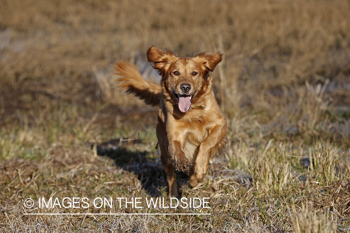 Golden Retriever running by pond.