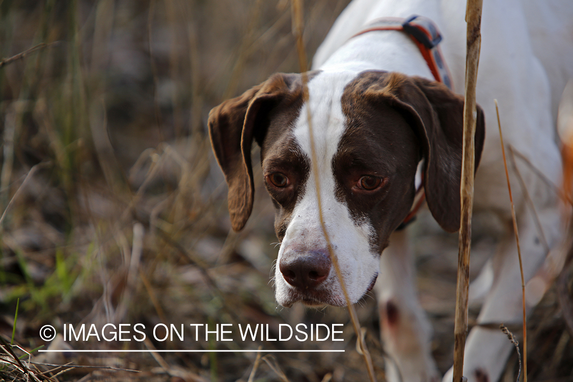 English pointer on bobwhite quail hunt.