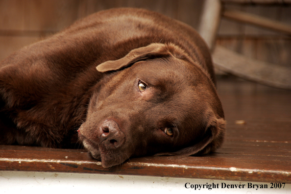 Chocolate Labrador Retriever