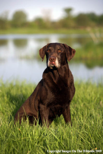 Chocolate Labrador Retriever in field