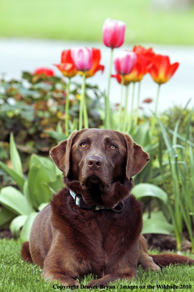 Chocolate Labrador Retriever