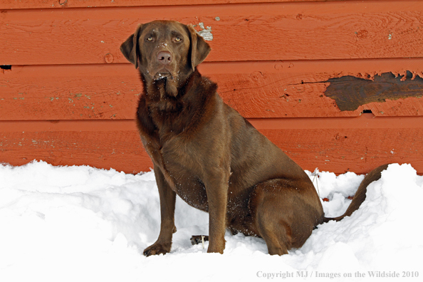 Chocolate Labrador Retriever