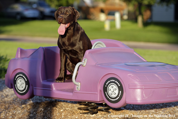 Chocolate Labrador Retriever.