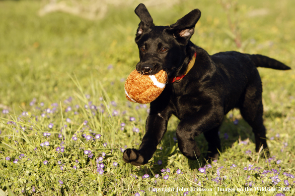 Black Labrador Retriever pup