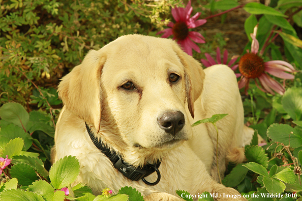 Yellow Labrador Retriever puppy