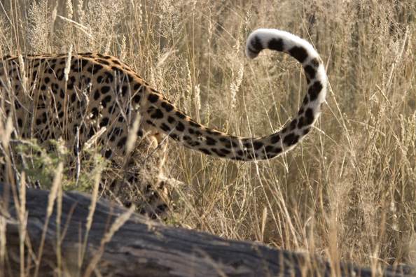 Leopard in habitat. Africa