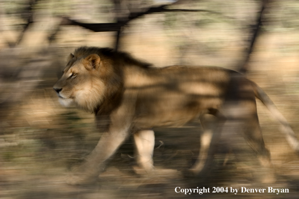 Male African lion running. Africa