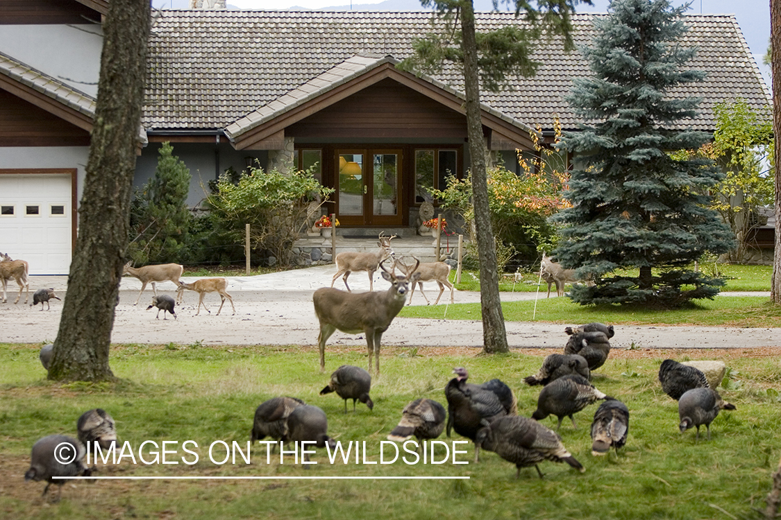 Wildlife (white-tailed deer, Merriam's turkey) in yard.