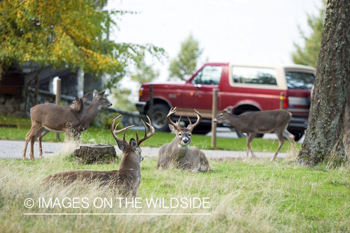 White-tailed deer in yard. 