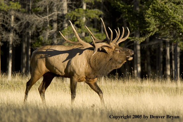 Rocky Mountain bull elk bugling.