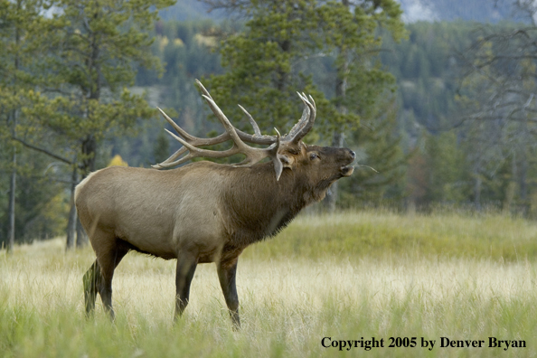 Rocky Mountain bull elk bugling.