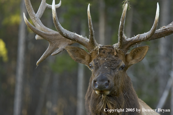 Rocky Mountain bull elk.