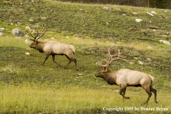 Rocky Mountain bull elk walking in field.