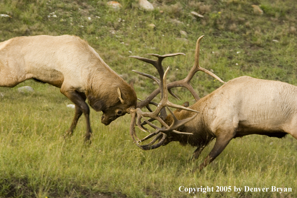 Bull elk fighting.