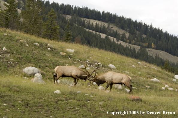 Bull elk fighting.